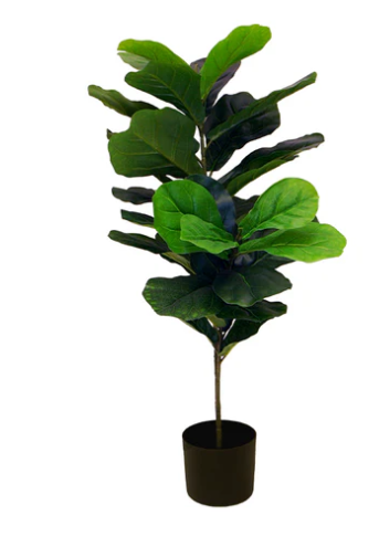 Planta Pandurata 95 cm