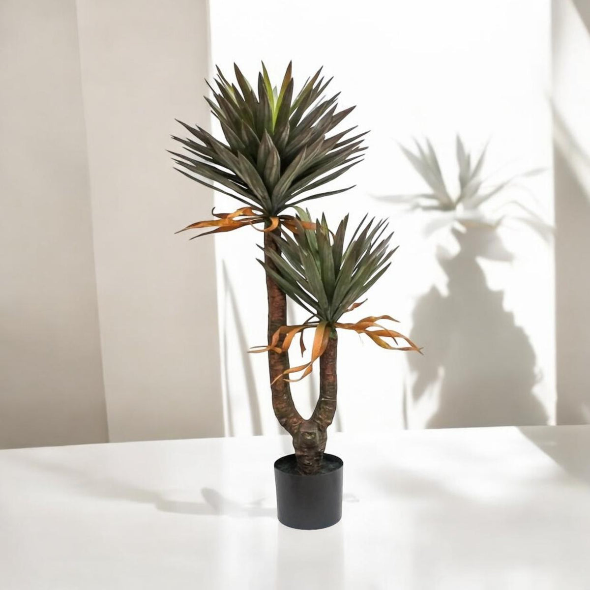 Planta Yuca Gloriosa X2 1.40 mts