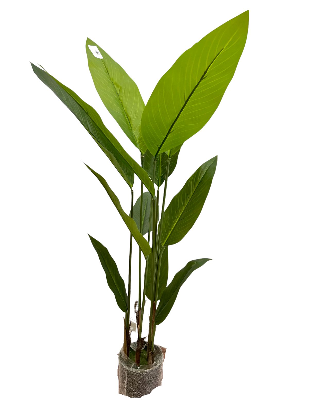 TROPICAL LEAF SMALL 1.25