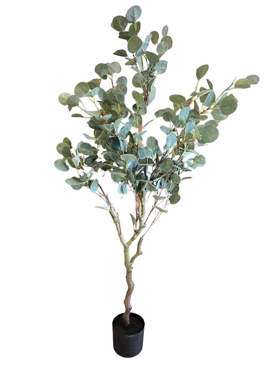 PLANTA DOLLAR EUCALYPTUS TREE