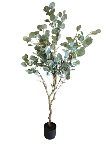 PLANTA DOLLAR EUCALYPTUS TREE