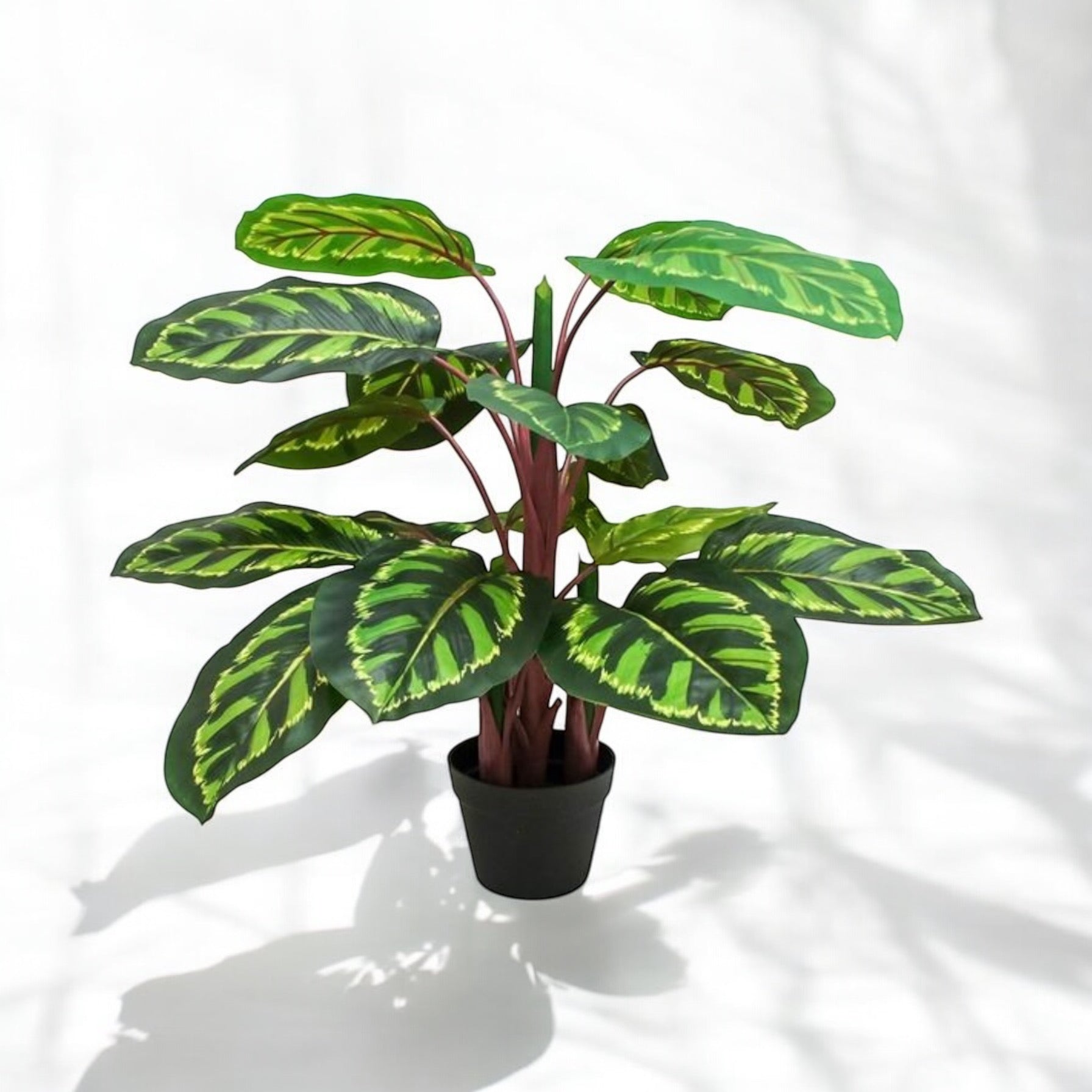 Planta Pavo Real 95 cm