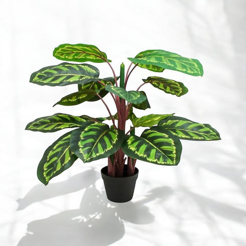 Planta Pavo Real 95 cm