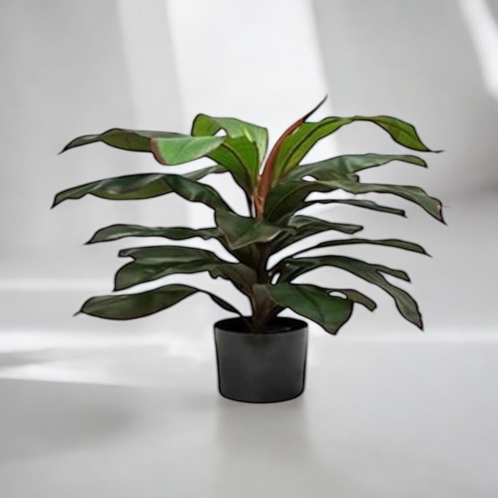 Planta Dracaena Nueva