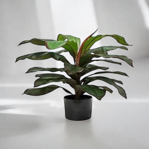 Planta Dracaena Nueva