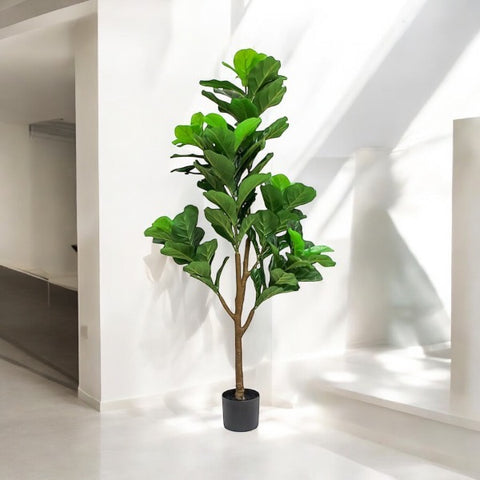 Planta Pandurata 1.74 mts
