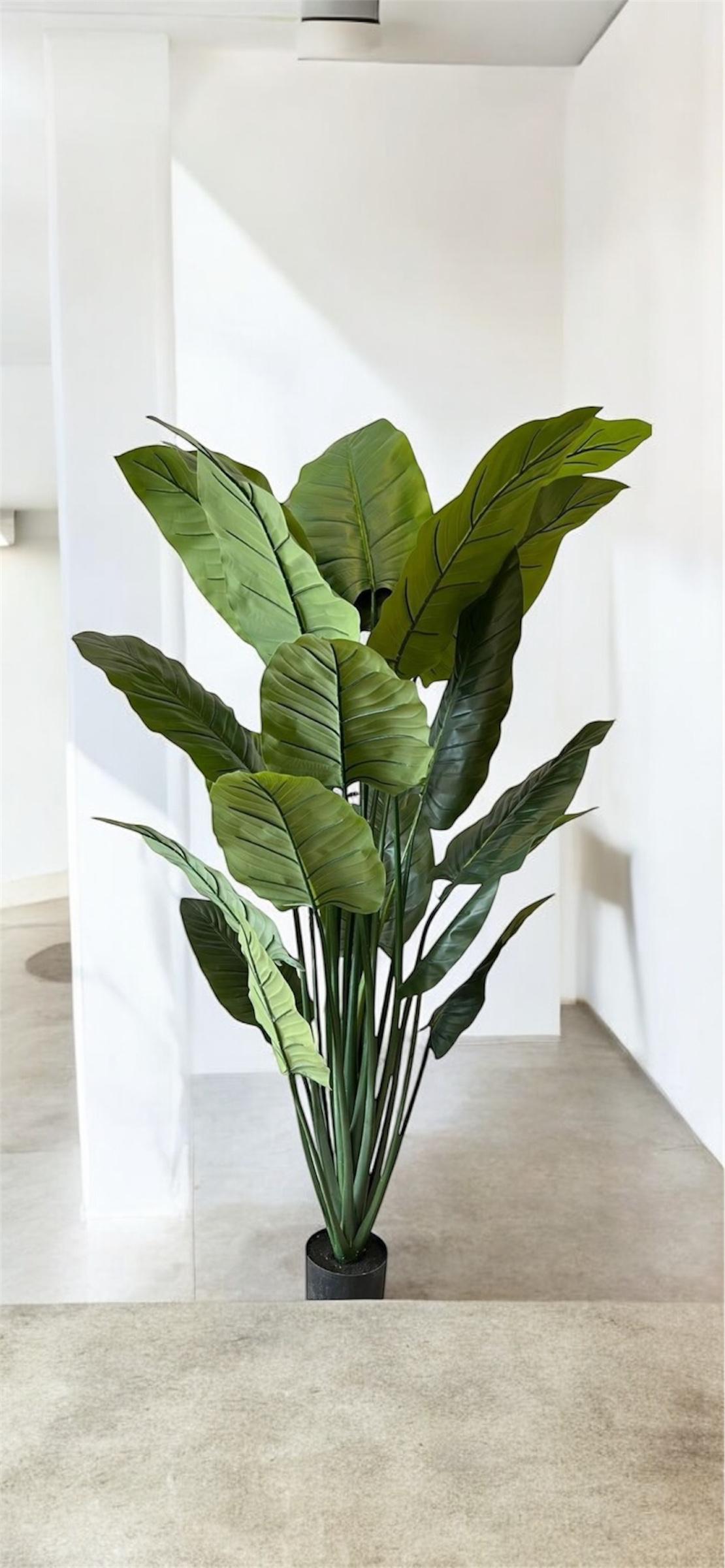6' GIANT TARO TREE IN POT