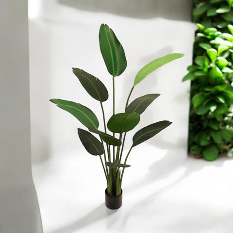 Planta  Ave de Paraíso 10H 1.50 mts