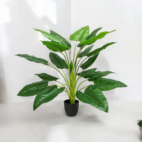 Planta Alcatraz 95 cm