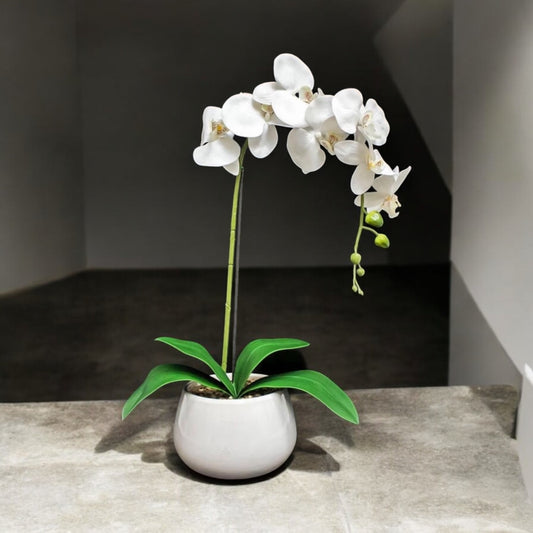 Orquídea Real con maceta 75 cm