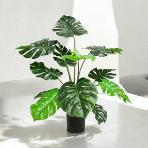Planta Monstera 1.14