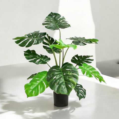 Planta Monstera 1.14