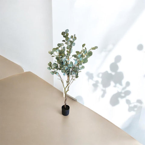 PLANTA DOLLAR EUCALYPTUS TREE