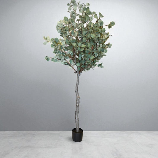 PLANTA ARBOL DOLLAR 7G