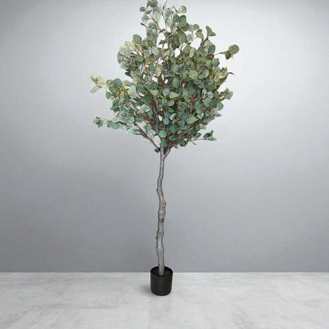 PLANTA ARBOL DOLLAR 7G