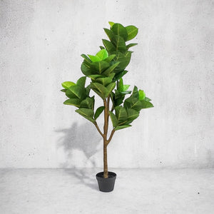 Planta Hule 1.50 mts