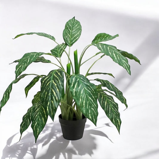 Planta Zebra 85cm