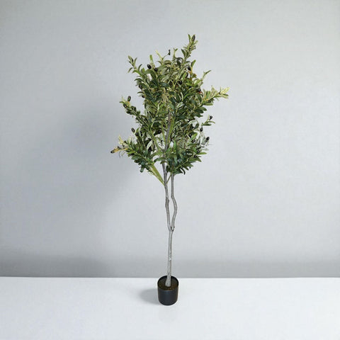 PLANTA ARBOL OLIVO 1.70
