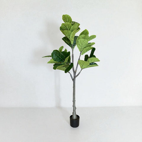 PLANTA ARBOL PANDURATA 1.50