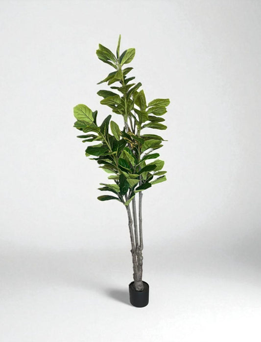 PLANTA ARBOL PANDURATA 2.20