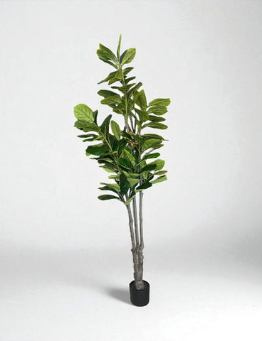 PLANTA ARBOL PANDURATA 2.20