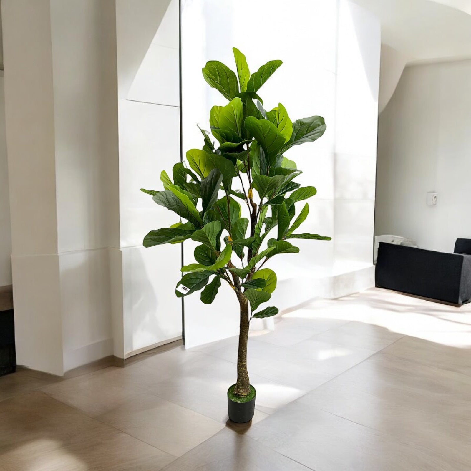 6FT Fiddle Leaf Tree Pandurata