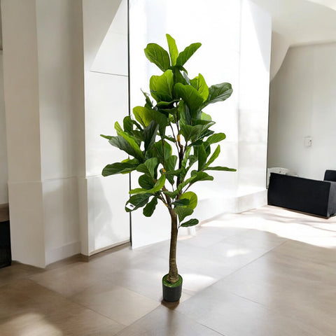 6FT Fiddle Leaf Tree Pandurata