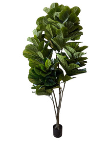 8FT FIDDLE LEAF FIG TREE PANDURATA