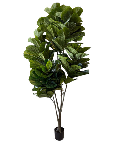 8FT FIDDLE LEAF FIG TREE PANDURATA