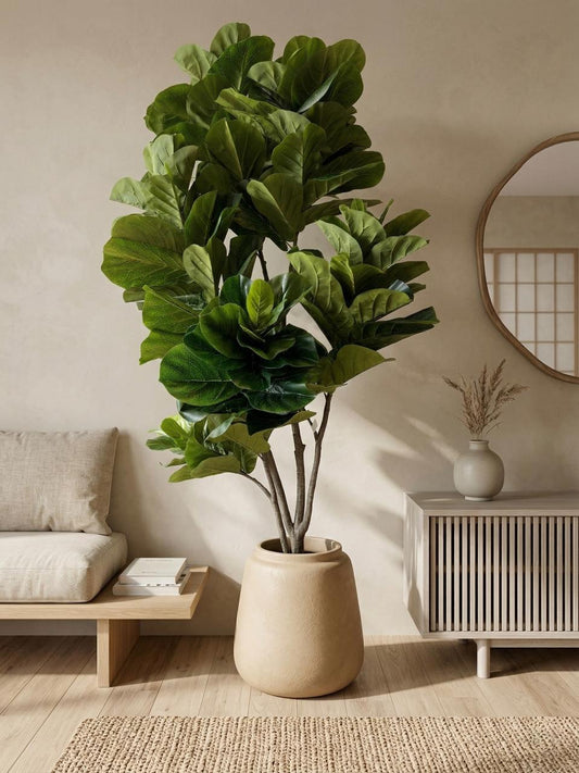 Arbol Pandurata 2.40