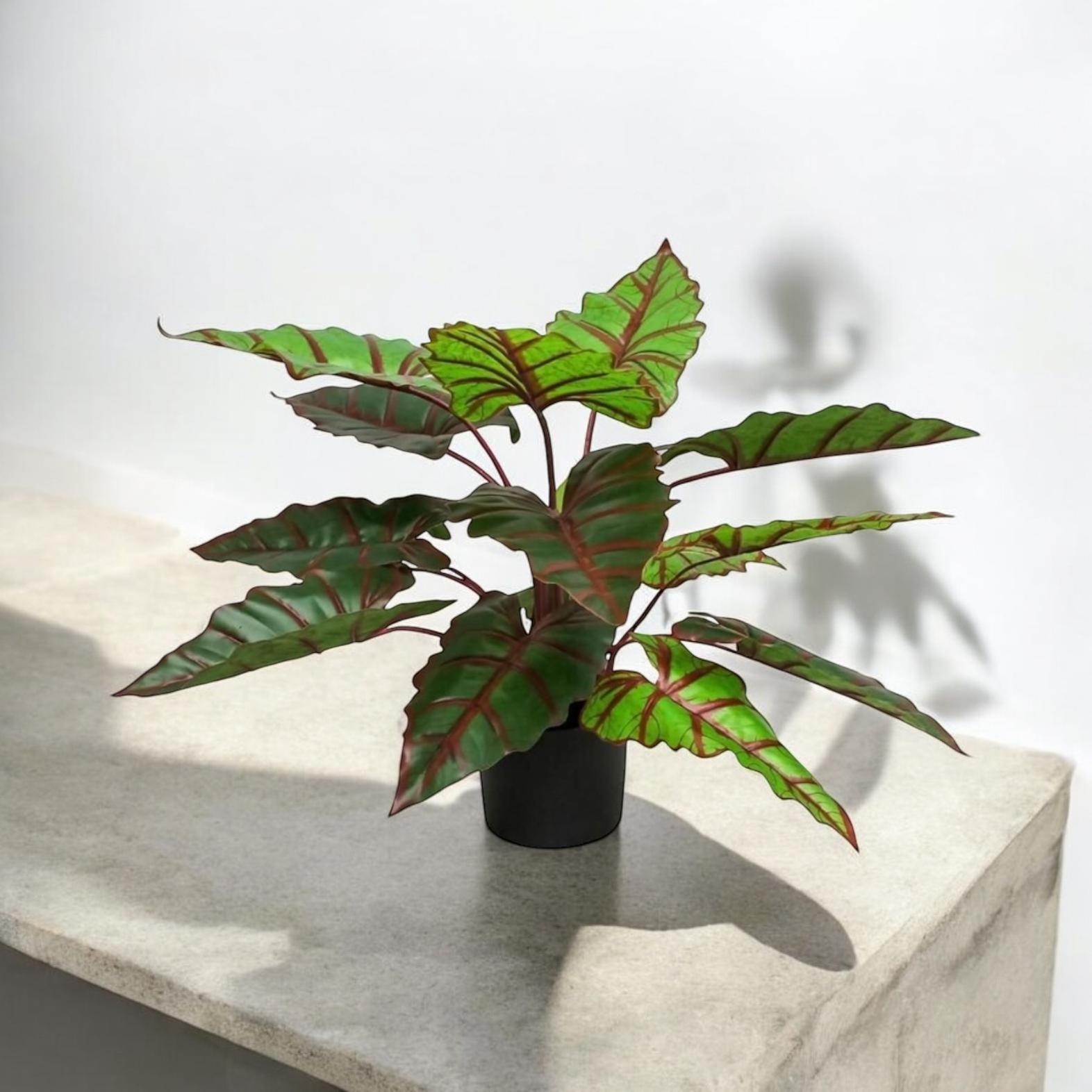 Planta Alocasia 74 cm
