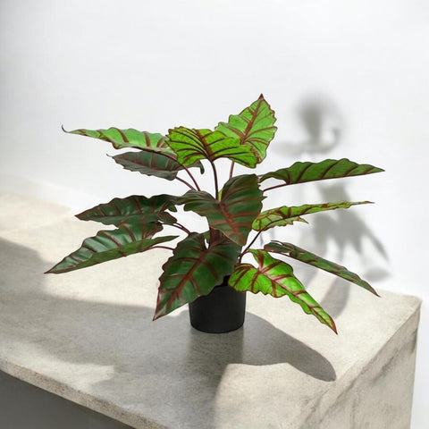 Planta Alocasia 74 cm