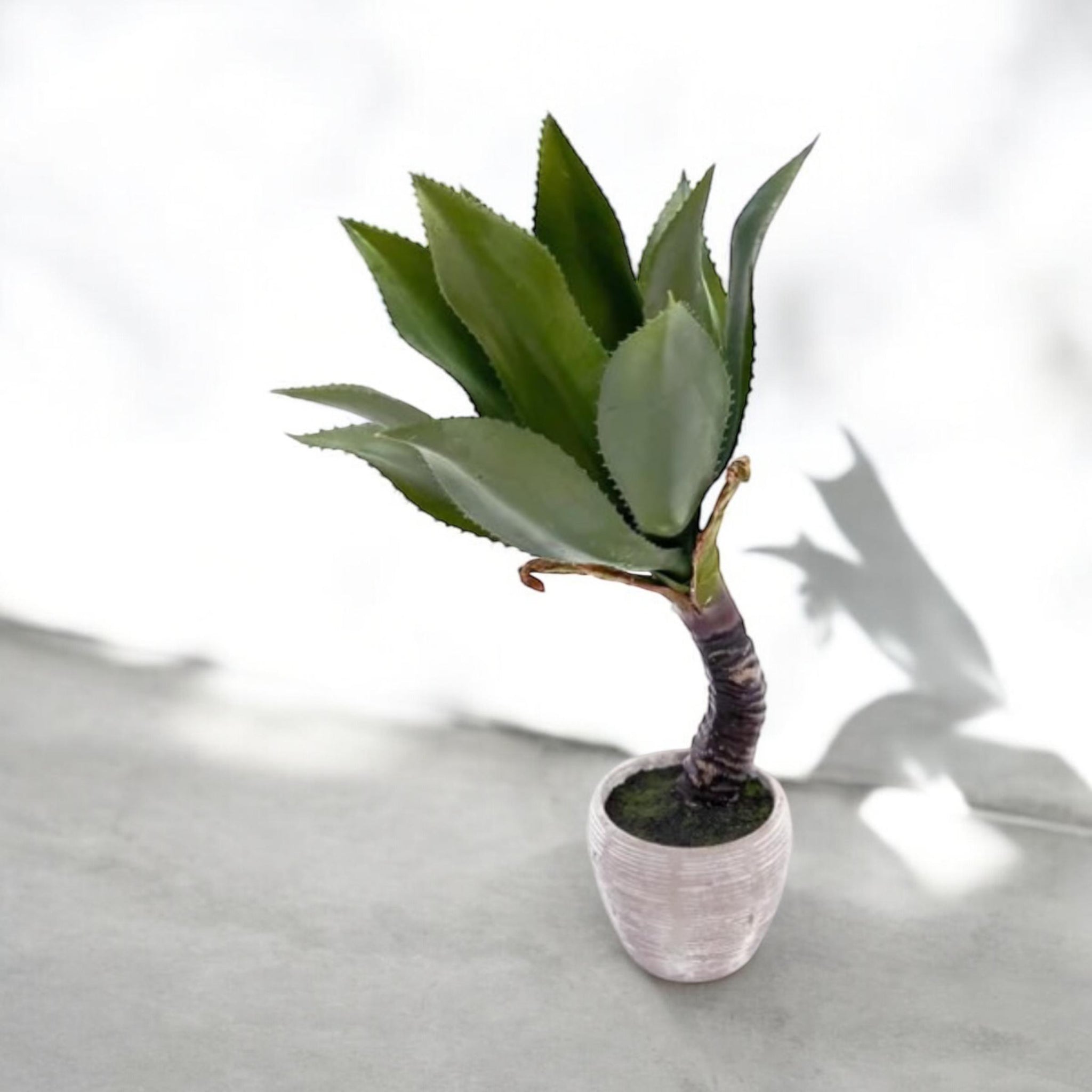 Planta Aloe