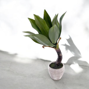 Planta Aloe