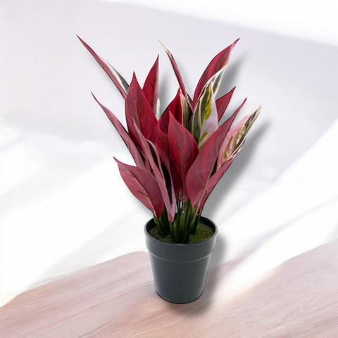 Planta Alpina