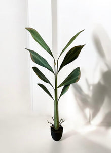 PLANTA  PALMA CONCHA X8