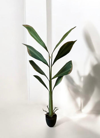 PLANTA  PALMA CONCHA X8