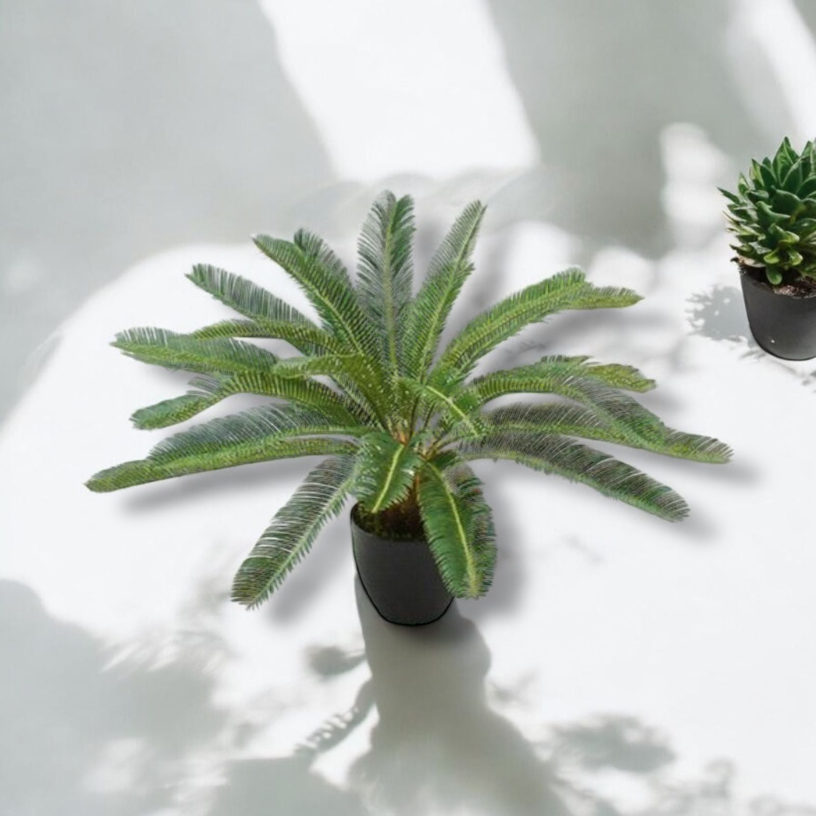 Planta Cycas 72 cm