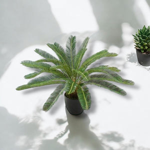 Planta Cycas 72 cm