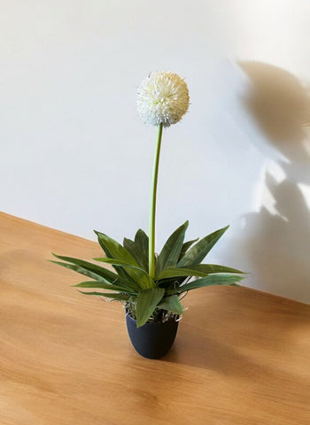 Daisy Ball