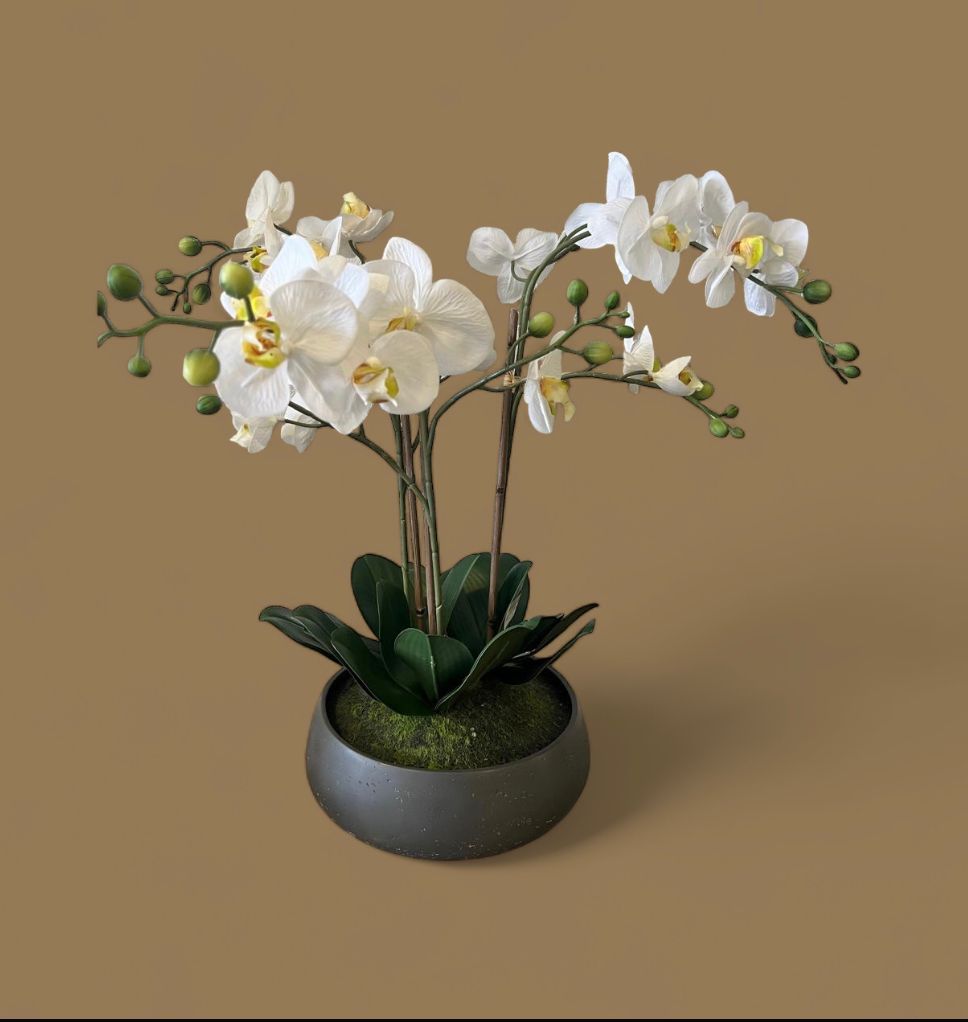 ORQUIDEA CON MACETA CEMENTO GRIS