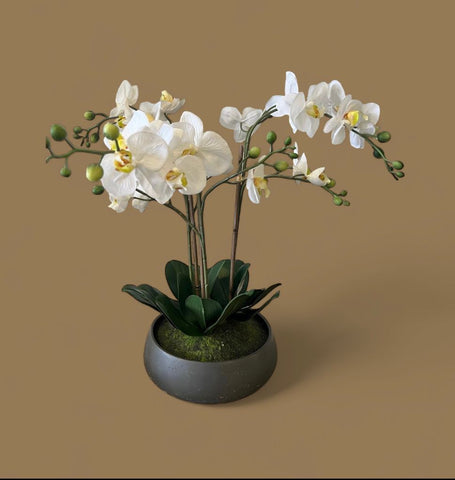 ORQUIDEA CON MACETA CEMENTO GRIS