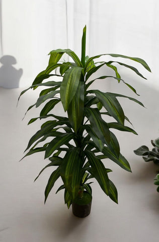 5FT Dracaena Tree In Pot