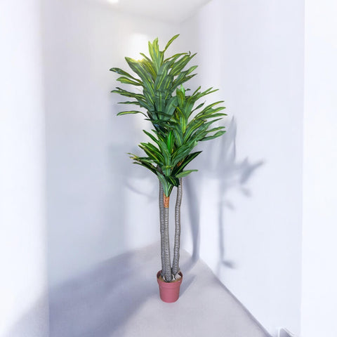 Planta Dracaena Verde  1.80 mts