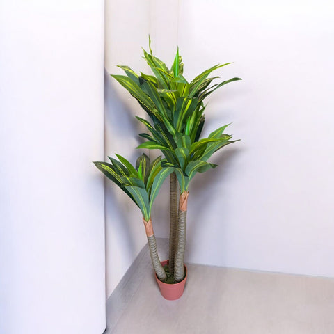 Planta Dracaena 1.20 mts