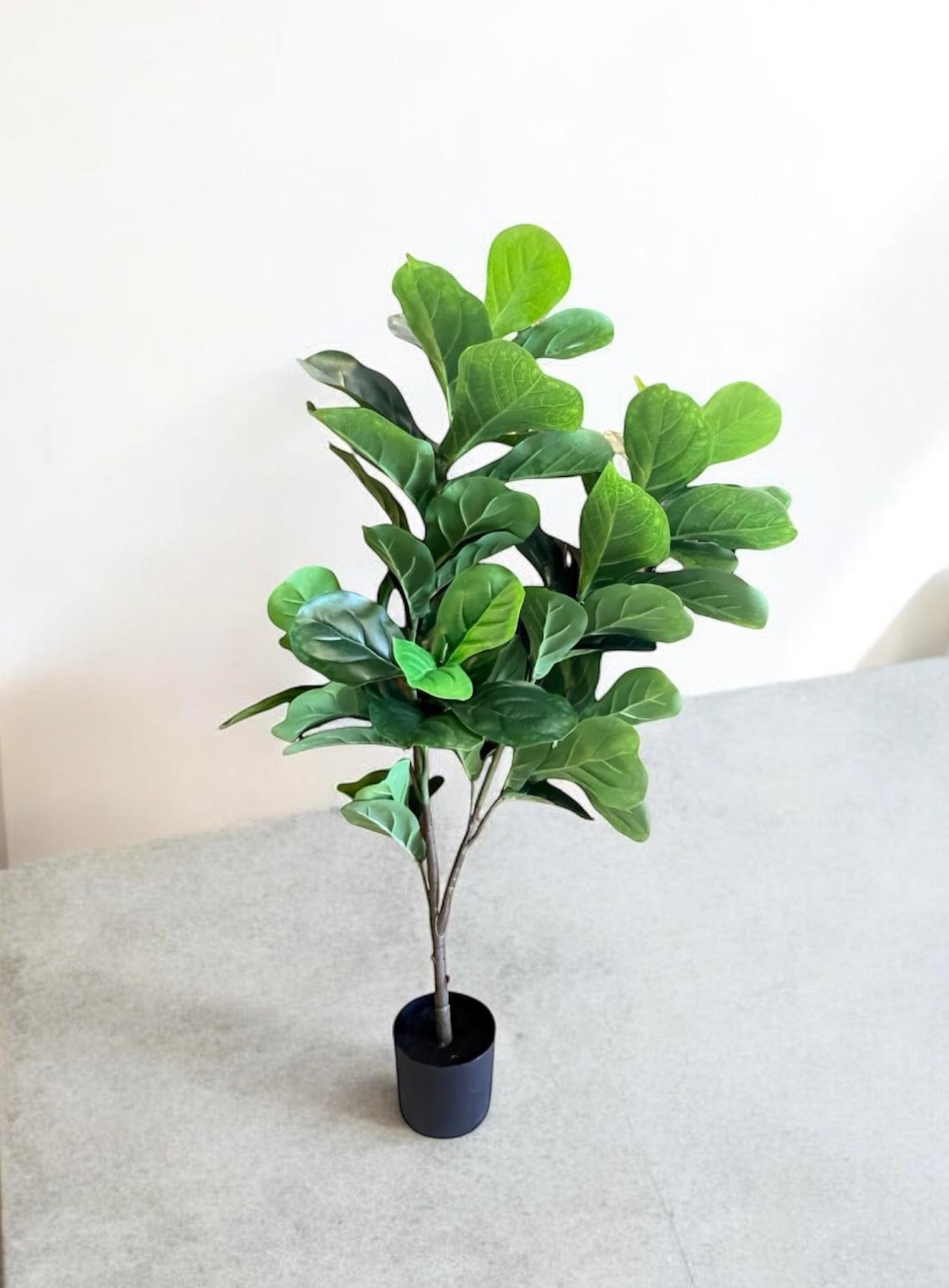 Planta Pandurata de 1.20mts