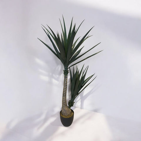 Planta Sisal 1.30 mts