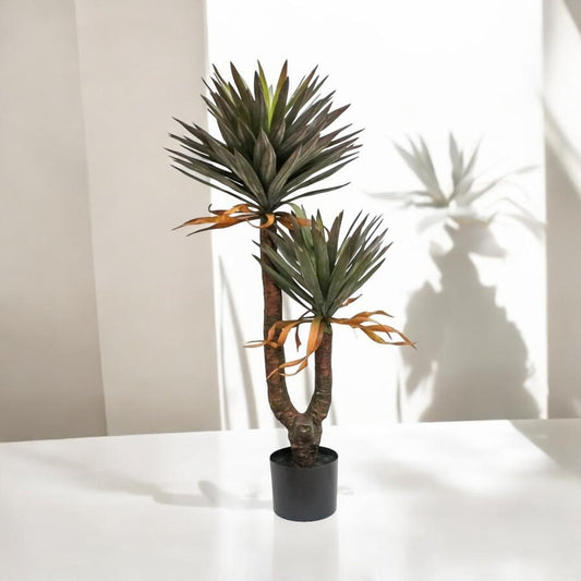 Planta Yuca Gloriosa X2 1.40 mts