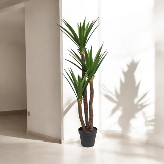 Planta Yuca Gloriosa X3 1.62 mts