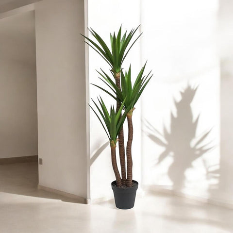Planta Yuca Gloriosa X3 1.62 mts